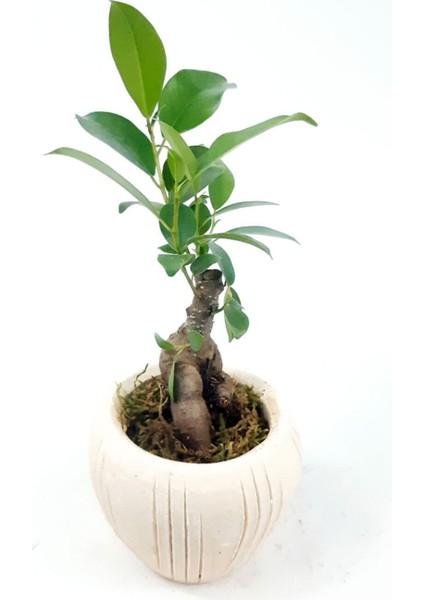 Eskitme Çizgi Desenli Saksıda Ficus Bonsai modelleri