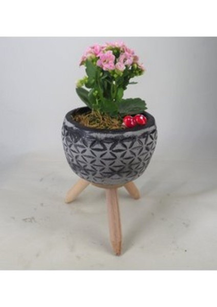 Pembe Kalanşo Kalanchoe & Siyah Bers Ayaklı Beton Saksıda Hediyelik Canlı