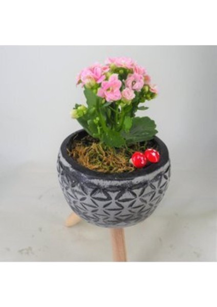 Pembe Kalanşo Kalanchoe & Siyah Bers Ayaklı Beton Saksıda Hediyelik Canlı fiyatları
