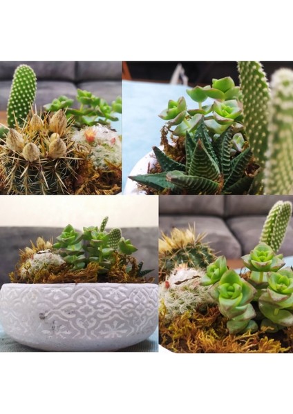 Dekoratif Taş Saksıda Sukulent Kaktüs Aranjmanı