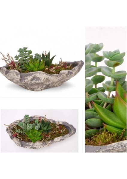 Dekoratif Taş Kayık Saksıda Karışık Sukulent