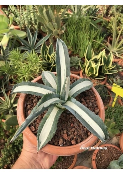 Agave Angustifolia + Hediye