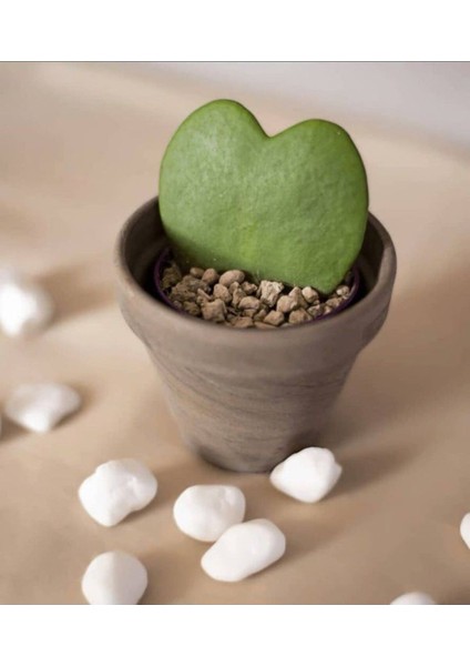 Hoya Kerri Kalp Kaktüsü Plastik Üretim Saksısında
