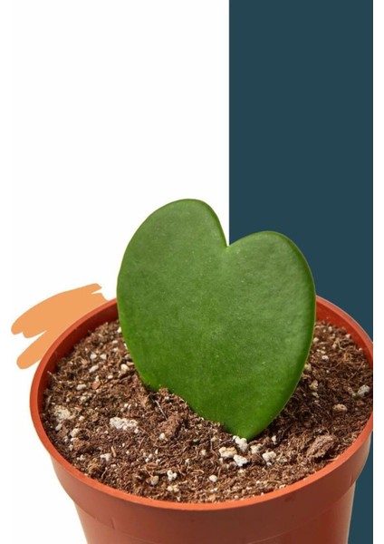 Hoya Kerri Kalp Kaktüsü Plastik Üretim Saksısında fiyatları