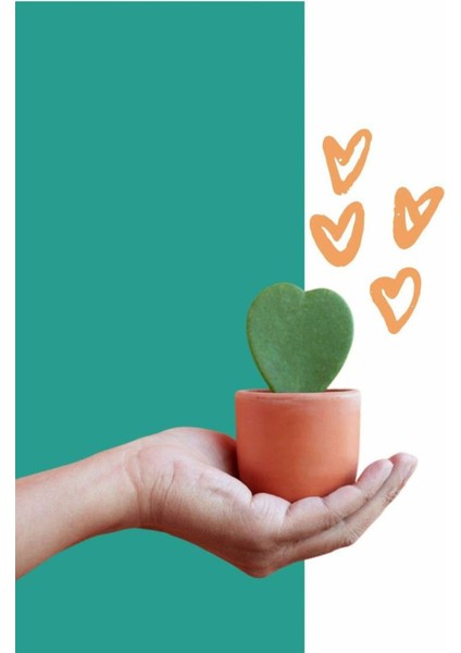 Hoya Kerri Kalp Kaktüsü Plastik Üretim Saksısında modelleri