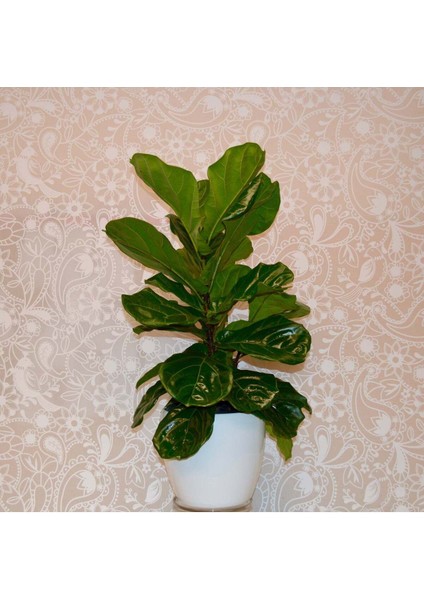 Dekoratif Saksıda Keman Yapraklı Kauçuk Ficus Lyrata 80-100 cm