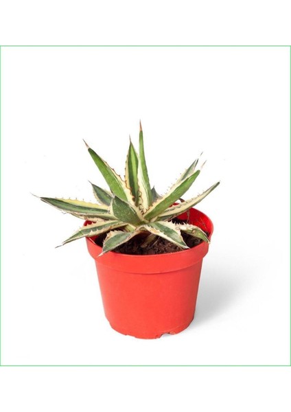 2 Adet Alacalı Agave 8.5 Saksılı Nmsn