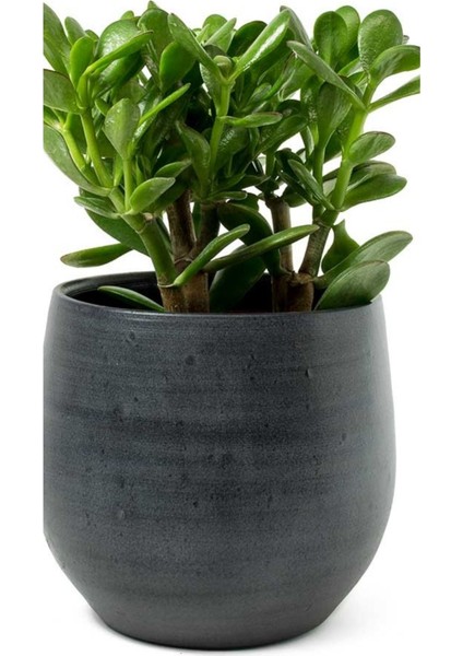 Taş Saksıda Para Çiçeği Crassula Ovata Şans ve Bereket Çiçeği