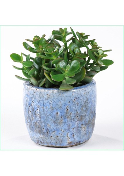 Yetişkin Para Ağacı Bereket İyi Şans ve Para Çiçeği Crassula Ovata Özel Beton Saksıda