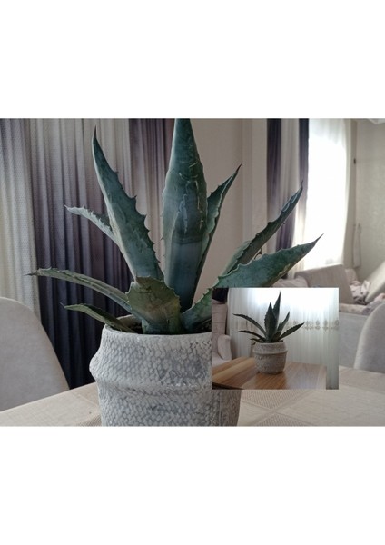 Dekoratif Saksıda Agave Americana 01