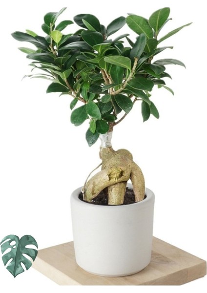 Ficus Ginseng (Bonsai Ağacı)