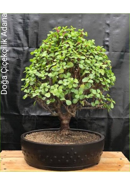 Para Ağacı Bereket Iyi Şans ve Para Çiçeği Yeşim Ağacı