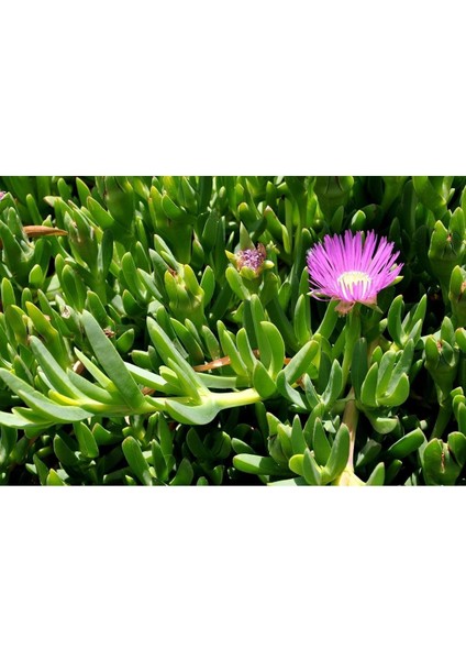 Carpobrotus - Kaz Ayağı - Acem Halısı 15 Adet modelleri