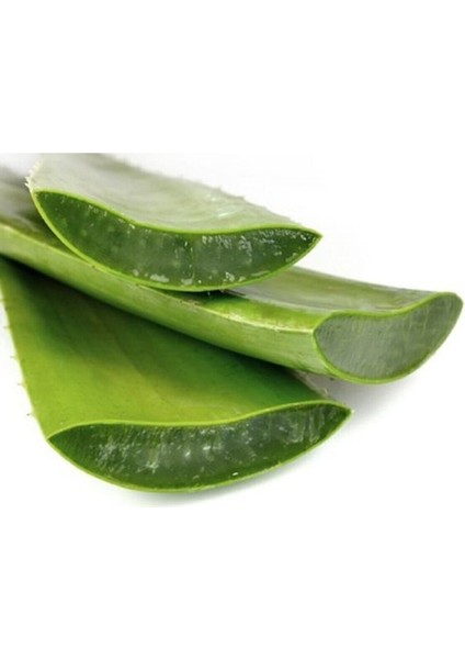 Aloevera Bitkisi 30 cm Ev Bitkisi Ofis Bitkisi Salon Bitkisi