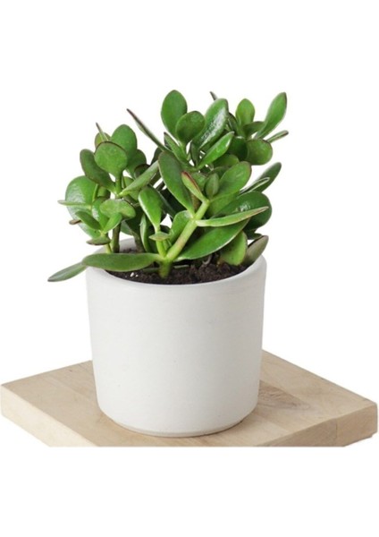 Seramik Saksıda Crassula Ovata Para Çiçeği+5 Alman Zambağı Soğanı