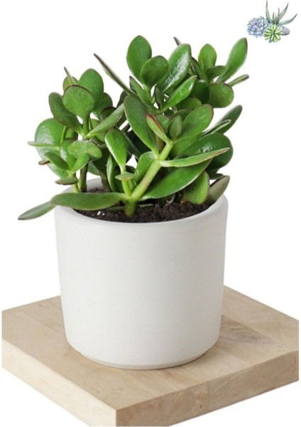 Crassula Ovata Şans Para Çiçeği Şık Dekoratif Saksıda