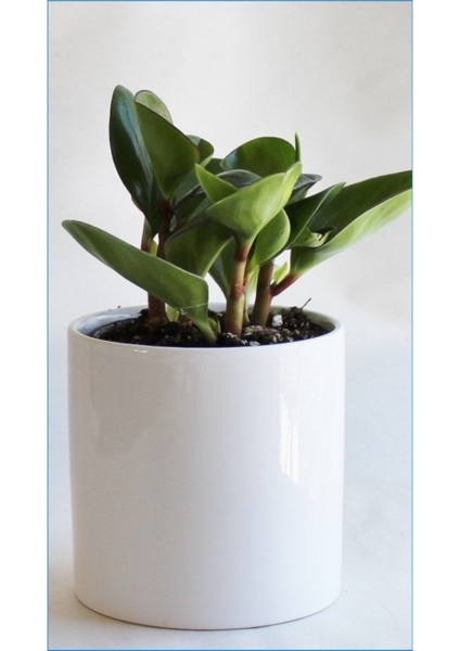 Salon Bitkisi Peperonya