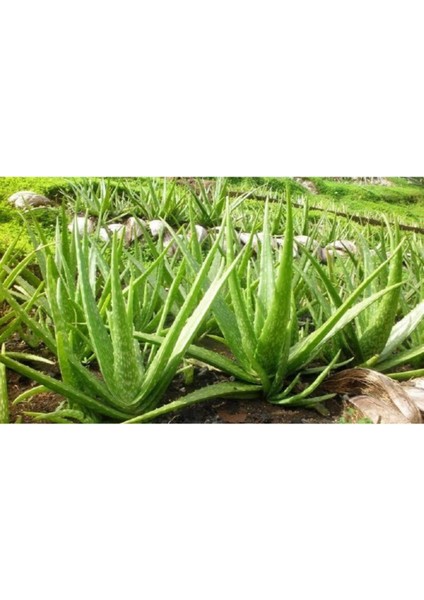 Aloe Vera Şifa Bitkisi 10.5 Saksıda