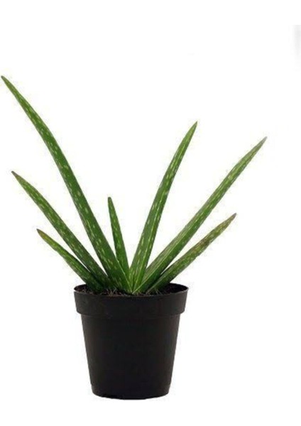 Aloe Vera Şifa Bitkisi 10.5 Saksıda