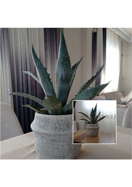 Dekoratif Saksıda Agave Americana