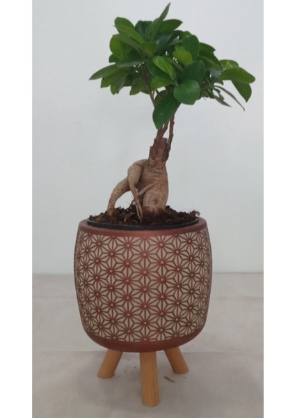 Ayaklı Dekoratif Taş Saksıda Bonsai