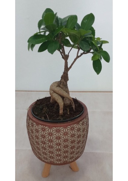 Ayaklı Dekoratif Taş Saksıda Bonsai