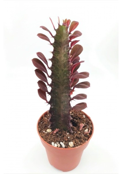 Euphorbia Trigona Red (Süt Ağacı) - 8.5 cm Saksıda