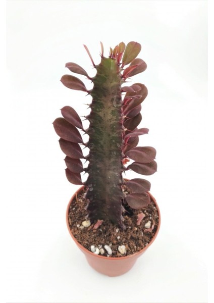 Euphorbia Trigona Red (Süt Ağacı) - 8.5 cm Saksıda fiyatları