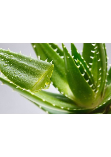5 kg Aloe Vera Yaprak Kozmetik Türü Jel Dolu Yapraklar