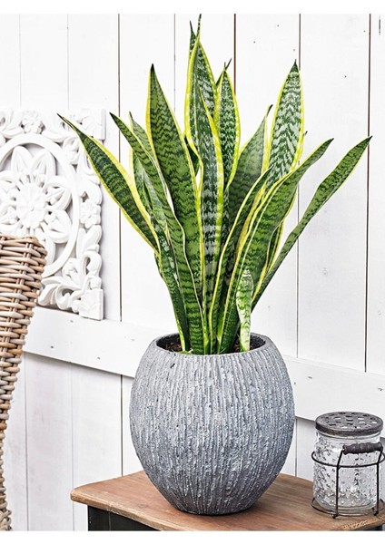 Paşa Kırıcı Altın Yaldızlı Sarı Çizgili Üretim Saksısın Da