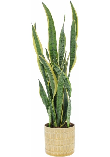 Paşa Kırıcı Altın Yaldızlı Sarı Çizgili Üretim Saksısın Da fiyatları