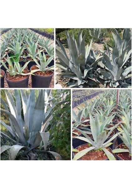 Agave Salmiana Saksılı Doğa Flora