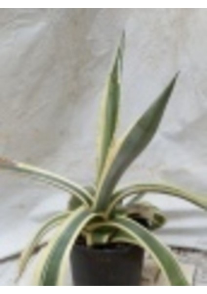 Kaktüs Agave fiyatları