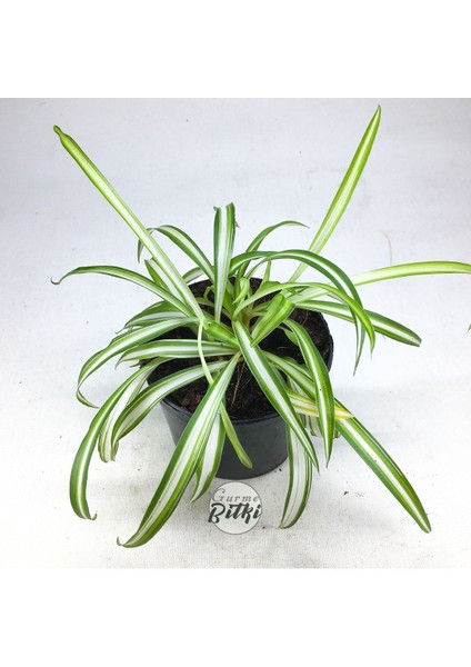 Chlorophytum Comosum (8.5 cm Saksıda) Kurdele Çiçeği - Spider Plant