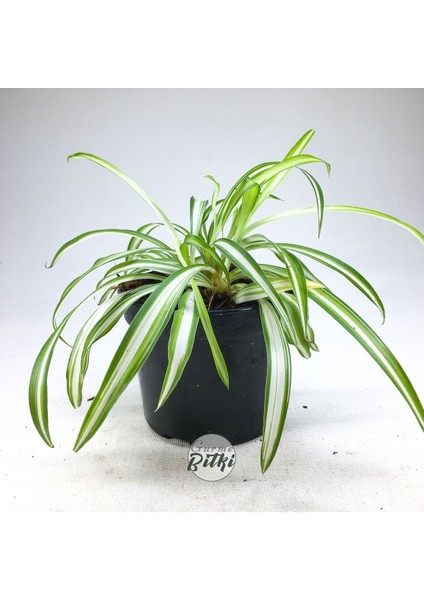 Chlorophytum Comosum (8.5 cm Saksıda) Kurdele Çiçeği - Spider Plant fiyatları