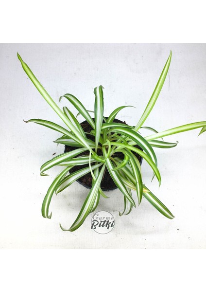 Chlorophytum Comosum (8.5 cm Saksıda) Kurdele Çiçeği - Spider Plant modelleri
