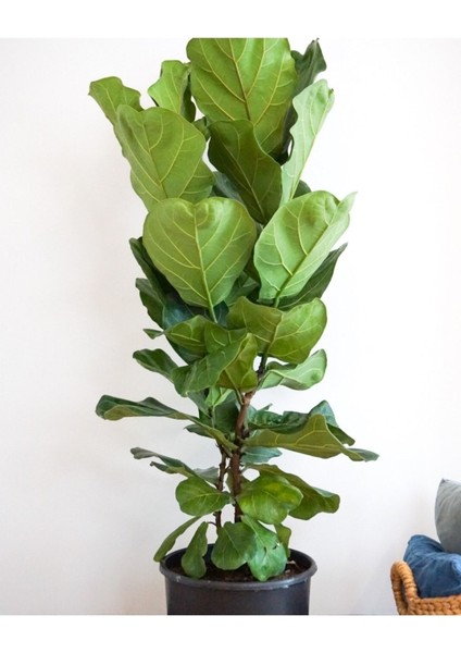 Keman Yapraklı Kauçuk Ficus Lyrata Büyük Boy Çift Dallı