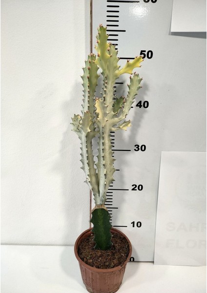 Euphorbia Lactea White Ghost Özel Tür Aşılı Kaktüs - Uzunluk 56 cm