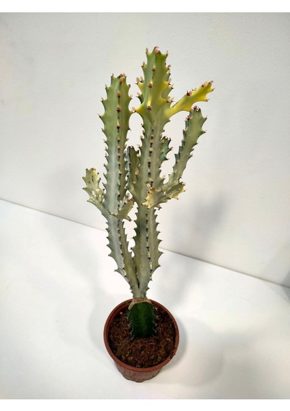 Euphorbia Lactea White Ghost Özel Tür Aşılı Kaktüs - Uzunluk 56 cm