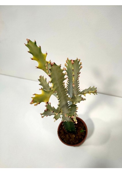 Euphorbia Lactea White Ghost Özel Tür Aşılı Kaktüs - Uzunluk 56 cm