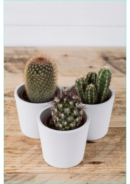 3 Adet Mini Seramik Saksıda 3 Adet Kaktüs ve Sukulent