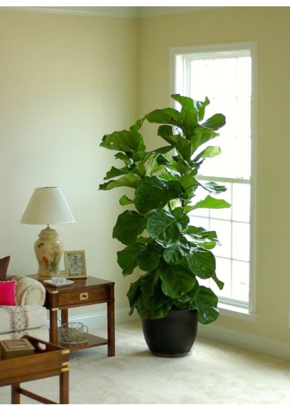 Ficus Lyrata 3 Dallı +100-120 (Keman Yapraklı Kauçuk) Üretim Saksılı