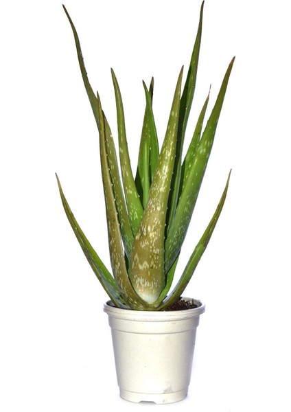 Tıbbi Aloevera Bitkisi Fidanı +4 Yaş Yetişkin Saksılı Şifalı Aloe Vera 50-60 cm