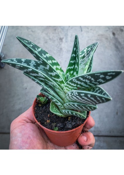 Aloe Variegata (8.5 cm Saksıda) - Nadir Tür Sıra Dışı Kaktüs Sukulent ve Bitkiler