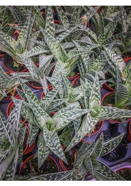 Aloe Variegata (8.5 cm Saksıda) - Nadir Tür Sıra Dışı Kaktüs Sukulent ve Bitkiler