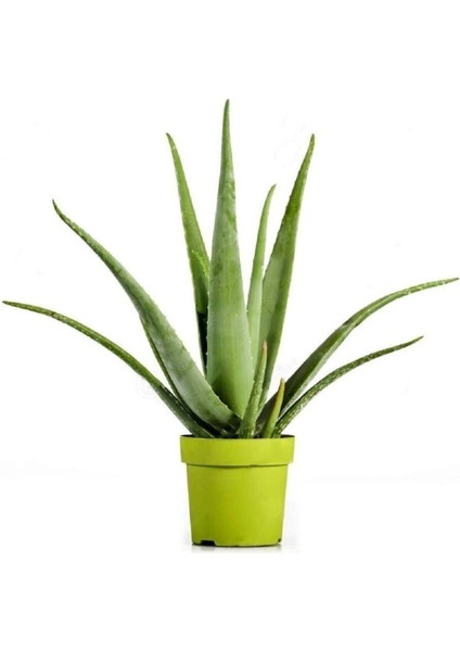 Aloevera Bitkisi 30 cm Ev Bitkisi Ofis Bitkisi Salon Bitkisi