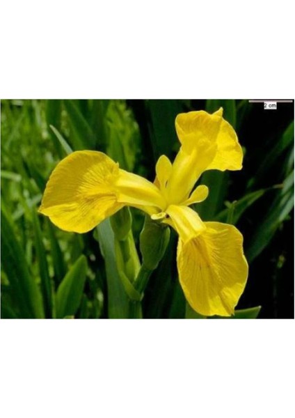 Doğa Garden Golden Beauty Iris Süsen Soğanı - 5 Adet