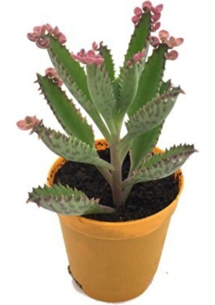 Pembe Aşkın Gözyaşı Çiçeği 5,5cm Saksı Içinde Sukulent Türü