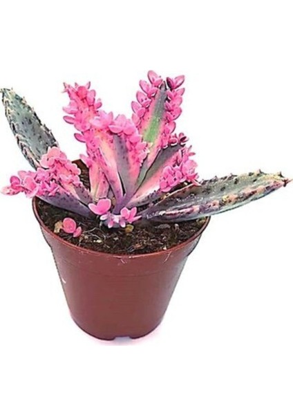Pembe Aşkın Gözyaşı Çiçeği 5,5cm Saksı Içinde Sukulent Türü fiyatları