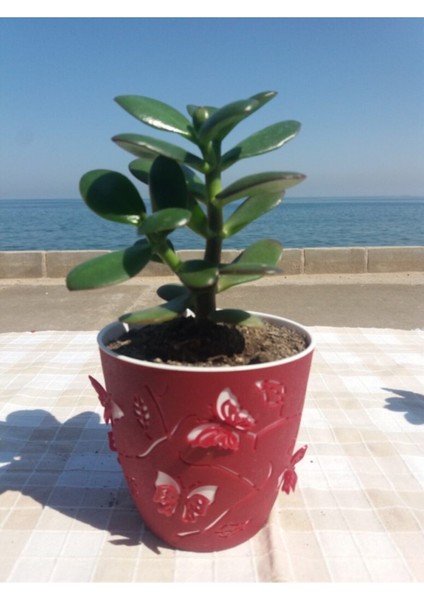 Crassula Ovata- Para Çiçeği- Bereket Bitkisi- 13-18 cm 8 Aylık